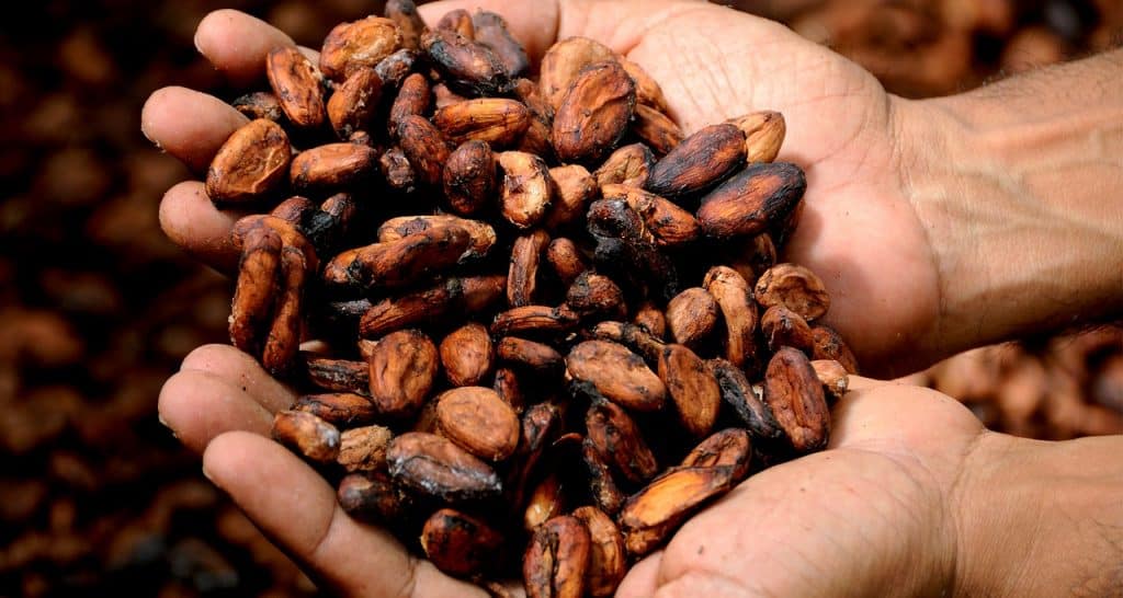 cacao history